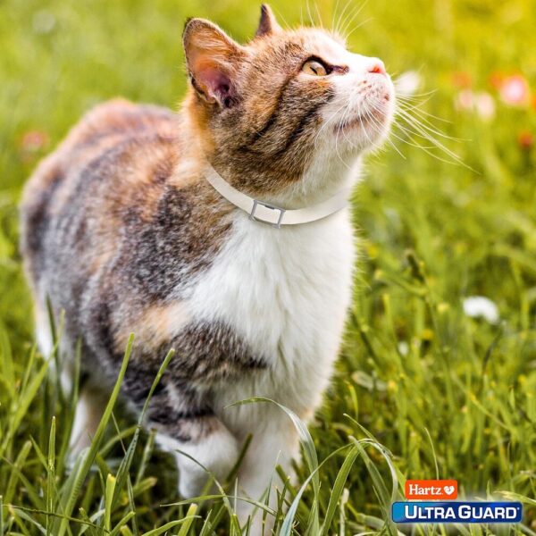 UltraGuard Flea & Tick Collar for Cats and Kittens-05 UltraGuard Flea & Tick Collar for Cats and Kittens, 7 Month Flea and Tick Protection